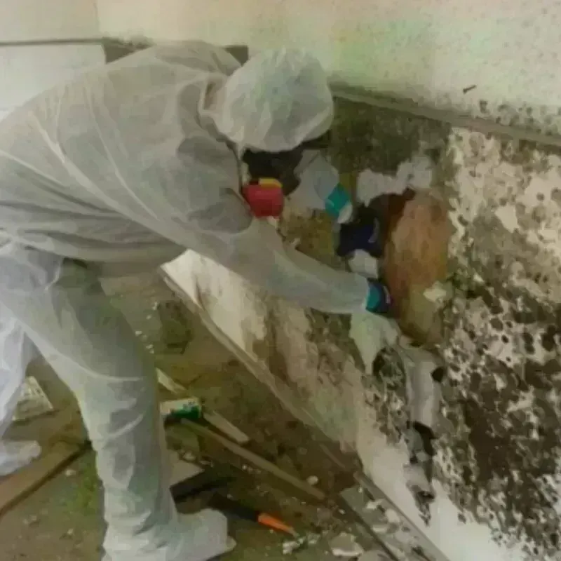 Mold Remediation and Removal in West University Place, TX